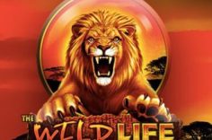 Play The Wild Life slot at Pin Up